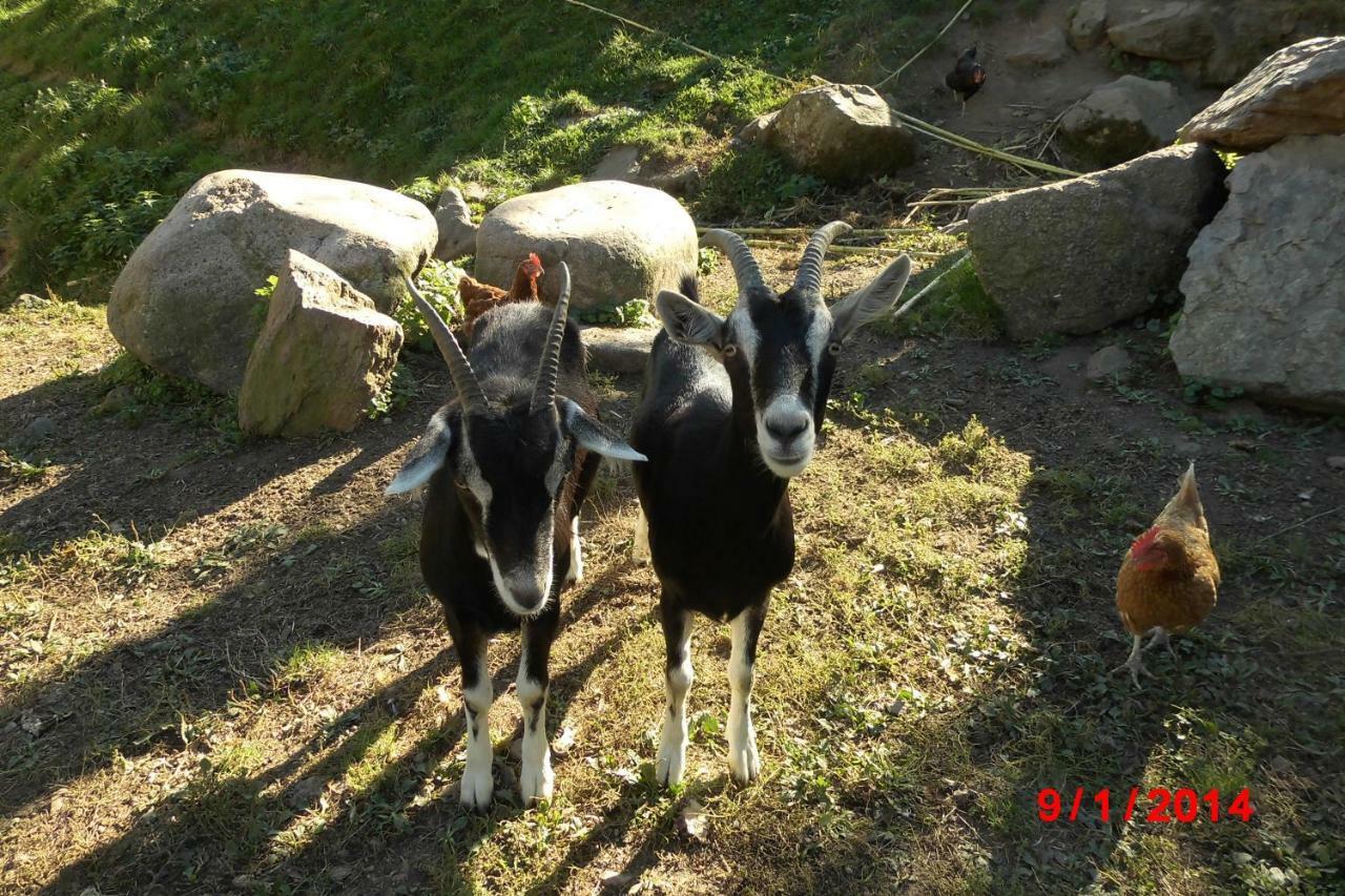 Urlaub Auf Dem Haenslehof * Elzach